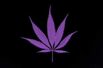 Cannabis leaf isolated on black background. Trendy color neon pink