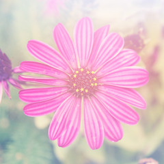 Fototapeta na wymiar Flowers - With Instagram effect