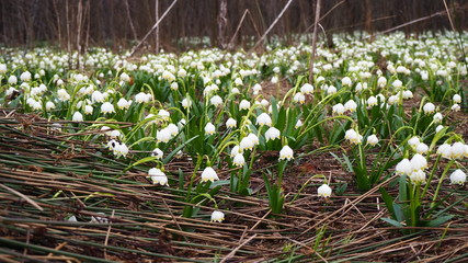 snowdrops in the forest