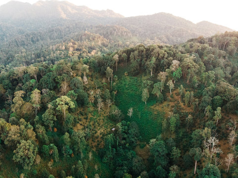 High angle photo of green leafed trees