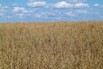 field of oat under a cloudy sky