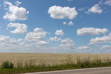 buckwheat field with road and clouds