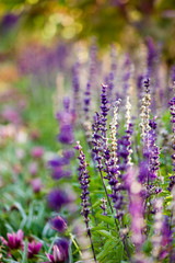 Obraz premium field of sage flowers