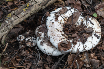 milk mushrooms in the forest
