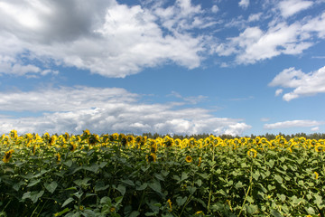 Fototapeta na wymiar field of sunflowers and blue cloudy sky