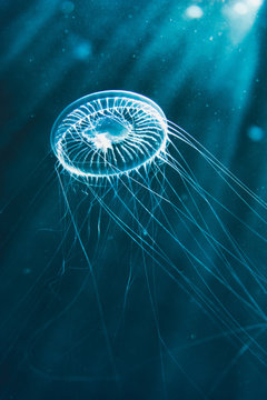 Jellyfish photograph