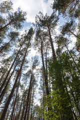tall pinetrees in the forest