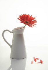Red Gazania flower on a white stylish vase. Creative Still life photography