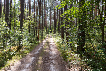 Fototapeta na wymiar path in a pine forest