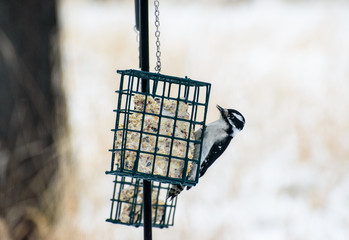 Black and White Hairy Woodpecker eating suet from cage