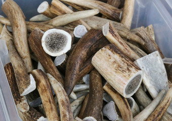 Deer horn or antlers for sale with focus on cross section of the horn