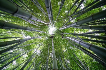 Low-angle photo of bamboo plants
