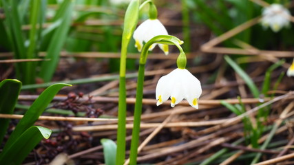 snowdrops in the forest