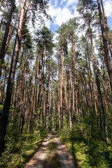 road in a pinetree forest