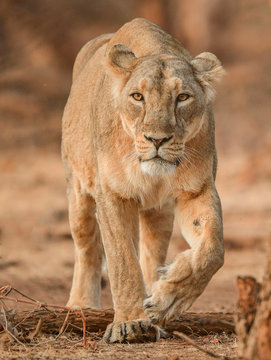 Lion walking on ground