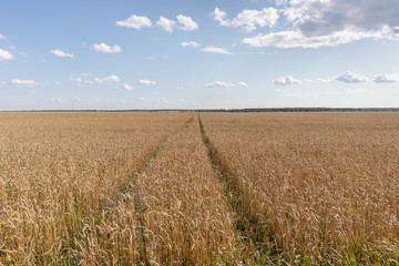 wheat field under a cloudy sky