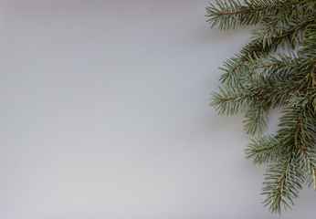 Christmas tree branches and cones on a grey background. Christmas, winter, New Year concept. Flat lay, Top view, copy space.