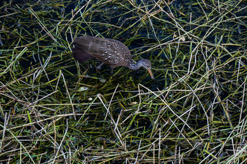 Limpkin wading through wetlands