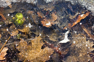 Frozen dry leaves under ice