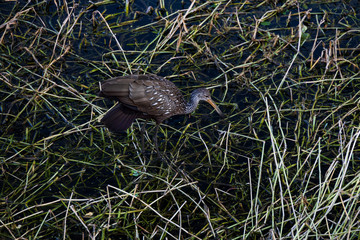 Limpkin wading through wetlands