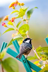 Foto op Plexiglas Vertical selective focus shot of a cute Coal Tit bird standing on a stick © SPIX PRODUCTION