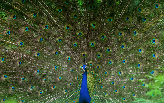 Macro photography of green and blue peacock