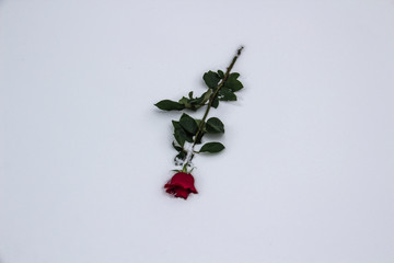 A red rose on the snow. A winter day. Rose lies in the white snow. Beautiful Red Rose. Single red rose laying in the winter snow.