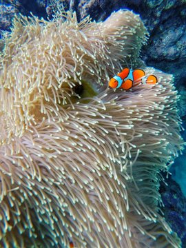 Red and white fish