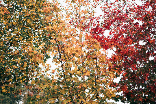 Red and yellow leafed trees