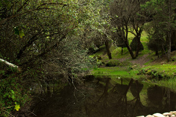 Fototapeta premium bosque