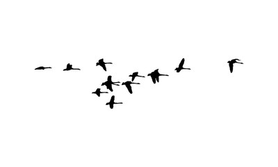 Whooper swans wedge in flight. Vector silhouette a flock of birds