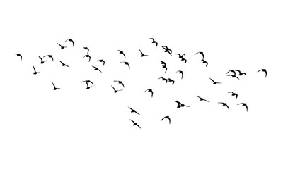 Golden plover wedge in flight. Vector silhouette a flock of birds