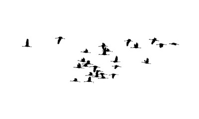 Common Cranes wedge in flight. Vector silhouette a flock of birds