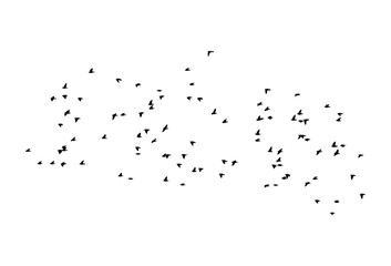 Common starlings wedge in flight. Vector silhouette a flock of birds - obrazy, fototapety, plakaty