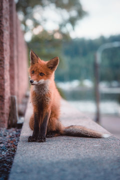 Short-coated brown fox