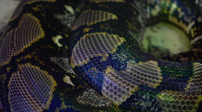 Cinematic Close Up Shot Of A Big Thick Royal Python Snake