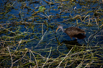 Limpkin wading through wetlands