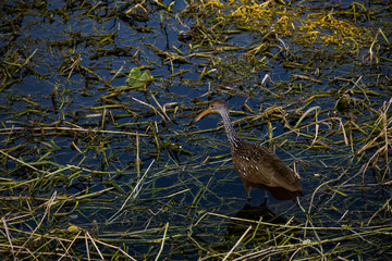 Limpkin wading through wetlands