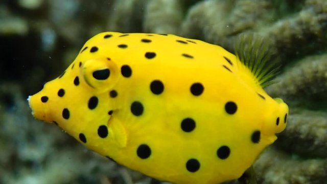 Juvenile yellow boxfish (Ostracion cubicus) hides under a coral shade while it searches for algae as its main food source.