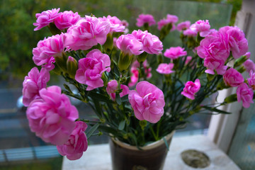 Pink bush carnation, beautiful bright bouquet