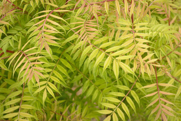 Fototapeta premium Sprig of young leaves