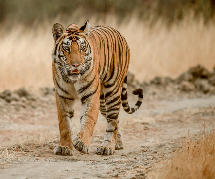 Tiger walking on dirt road