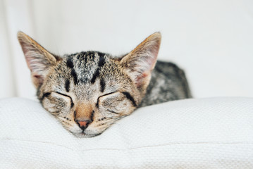 Cute funny sleeping little kitten. Young European Shorthair cat lying on white background, close...