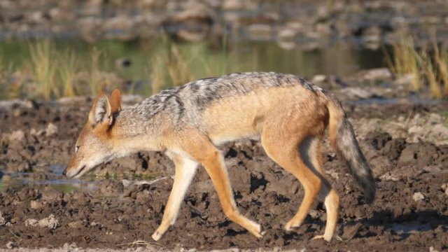 Black-backed jackal walking away at the savanna of Central Kalahari Game Reserve in Botswana