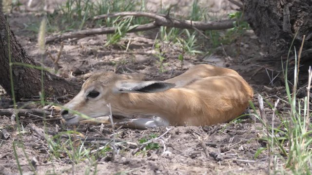Baby springbok laying under a tree in Central Kalahari Game Reserve, Botswana