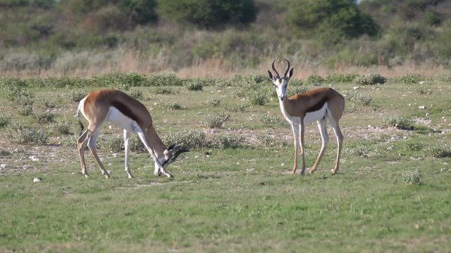 Springbok finished a fight at Central Kalahari Game Reserve in Botswana