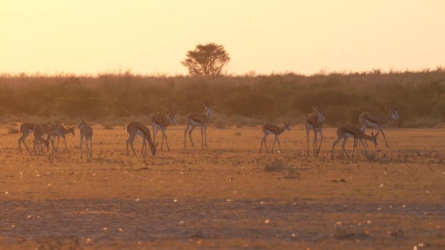 Herd of springbok during sunset on the savanna of the Central Kalahari Game Reserve in Botswana