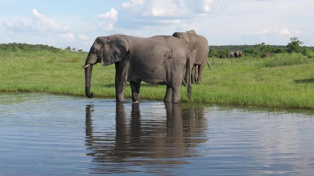 Two elephants drinking water from a lake in Chobe National Park, Botswana