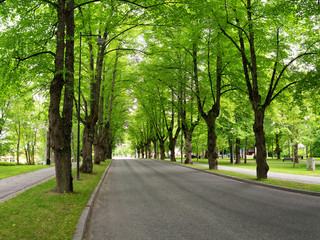 Fototapeta na wymiar Urban road with green trees. Tree lined street in the summer time. This image was taken at Ikaalinen, Finland in July 2017.