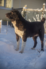 Beautiful black and white alabai central Asian shepherd dog
